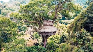 The Gibbon Experience in Laos 🌳