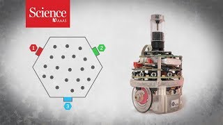 Simple robots form a chain gang to solve complex problems