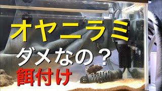 【アクアリウム 熱帯魚】オヤニラミその後