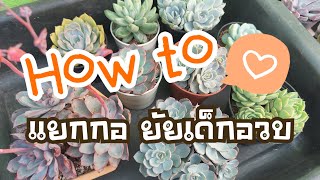 Cougar Garden Soil : Tips \u0026 Tricks Ep.13 มาปาดแยกกอไอ้ต้าวเด็กอวบกันค่ะ