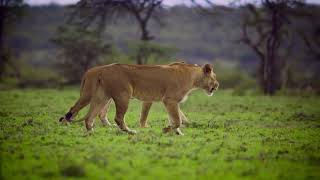 The king of the forest is the lion।বনের রাজা সিংহ।