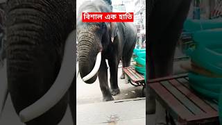 বিশাল এক হাতি #হাতি #elephant #shorts #viralshort