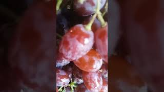 ទំពាំងបាយជូរ grape fruit grape 🍇