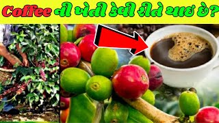 કોફી ની ખેતી કેવી રીતે થાઈ છે ? How Coffee Is Made | Coffee Cultivation