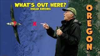 AMAZING Pelagic Birding Offshore in OREGON