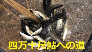 [鮎youtube] 尺鮎の手応え 四万十川本流解禁 家地川堰堤下 After open Shimanto main stream, Great Ayu fishing, WATCH THIS!