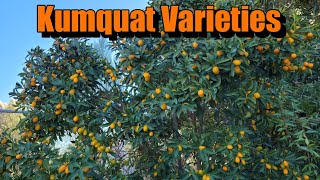 The Unique, Uncommon, and Beautiful Kumquat.