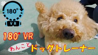 【180°VR】ドッグトレーナーになれる授業を特別公開！