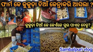 କୁକୁଡ଼ା ଚିଆଁ କେନ୍ତା କରି ଆସଲା // Poultry farm //Sambalpuri vlogs// #mrkhirodtraveller