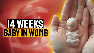 Discover Your Baby's Incredible Developments at 14 Weeks of Pregnancy - Must Watch