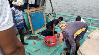 Nagapattinam Harbour Tour Tamil Nadu | Fish Market | Nagapattinam Port #harbour #fisherman