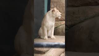 秋寒✎⑯ホワイトライオン・白獅子・リズムちゃん・沖縄こどもの国・・・White_Lion・Okinawa Zoo \u0026 Museum(20241130)