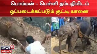 Elephant News | முதுமலையில் பொம்மன் - பெள்ளி தம்பதியிடம் ஒப்படைக்கப்படும் குட்டி யானை | Tamil News