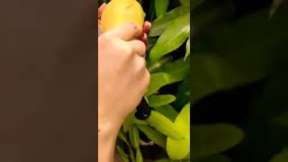 Farm fresh Mangos | #viral #shorts #nature  @Trending