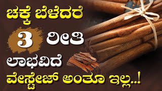 ಚಕ್ಕೆ ಬೆಳೆದರೆ ಏಷ್ಟೆಲ್ಲಾ ಪ್ರಯೋಜನವಿದೆ ಗೊತ್ತಾ..? Cinnamon Farming in Karnataka | Kannada Farmer