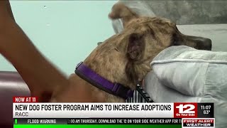 RACC introducing new foster-to-adopt program