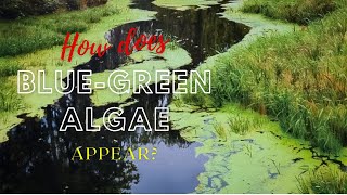 #algalblooms How does blue-green algae appear on the surface of water?