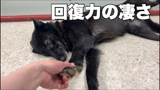 オオカミの血が入ると治癒力も高いらしい