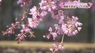 とやまの桜２０２０（樹齢半世紀　しだれ桜）