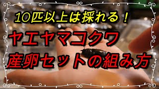 【10匹以上は採れる！】ヤエヤマコクワの産卵セット