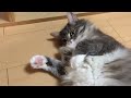 飼い主に心配される猫 ノルウェージャンフォレストキャット owners are worried about the cat. norwegian forest cat.