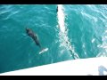 Dall Porpoise Swimming at the Bow.