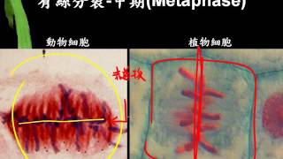 10501基礎生物ch4 1 06有絲分裂的前、中、後、末四期2版二群