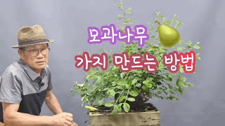 모과나무 잔가지 만드는 법