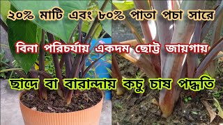 সামান্য মাটিতে ছোট্ট টবে কচু শাক চাষ পদ্ধতি  || Grow Taro Plant at Rooftop Garden ।।  Green world