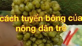 chia sẻ thời điểm và cách tỉa bông sầu riêng thích hợp video tham khảo