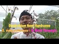 Varian anggrek Dendrobium Mr  Nawi Handsome bunganya sangat indah