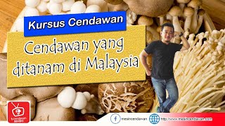 CENDAWAN YANG DI TANAM DI MALAYSIA