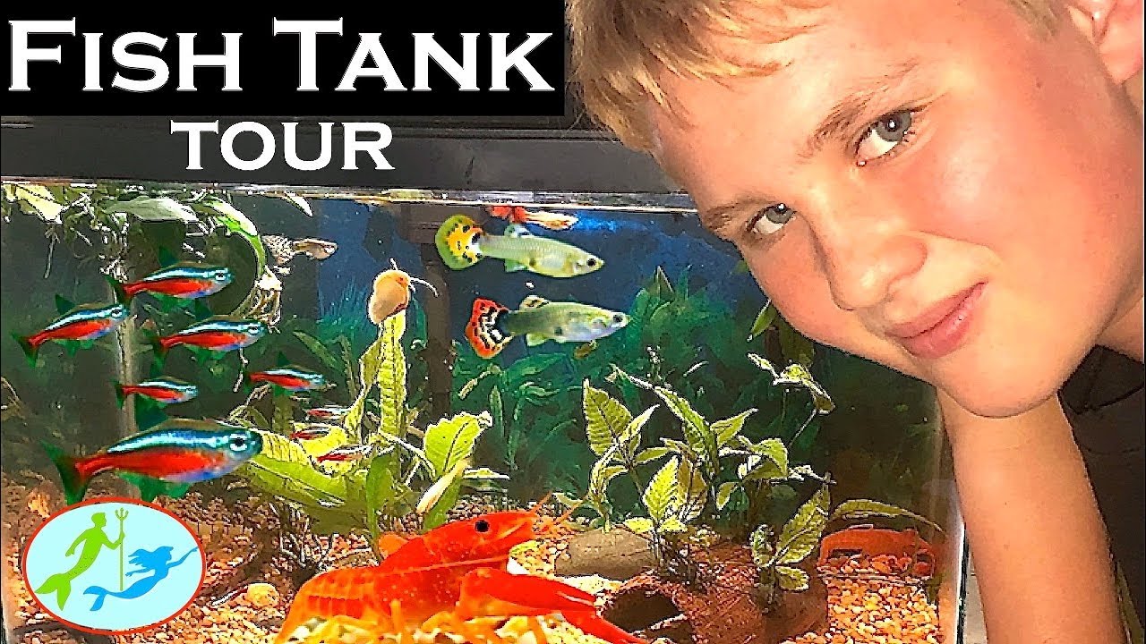 My First Fish Tank Tour Theekholms Youtube