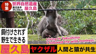 ヤクザル  屋久島に住む野生ザルの暮らし  西部林道（世界自然遺産） / ヤクシマザル ヤクニホンザル monpai monyet サル 猿 子ザル 小猿