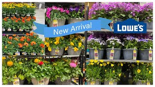 👍NEW PLANTS IN AT LOWE'S | DAISY DIANTHUS PANSY VIOLA  HEATHER SNOW CANDY TUFT | SHOP WITH ME  🌼