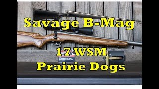 Savage B-Mag 17 WSM Review, Bedding, Prairie Dog Shoot-RGO Ep 50