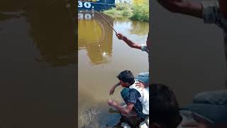 viral fishing thundil fishing viral fishes தூண்டிலில் மீன் பிடித்தல் விரால் மீன் தூண்டில் மீன்