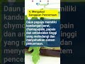 manfaat jus daun pepaya untuk kesehatan