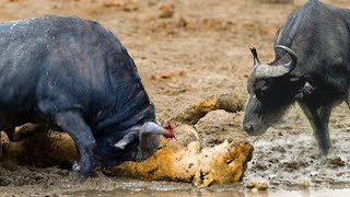 어리석은 사자! 사자는 송아지 사냥 때문에 미친 버팔로에 의해 밟혀 사망 ─ Buffalo Protect..