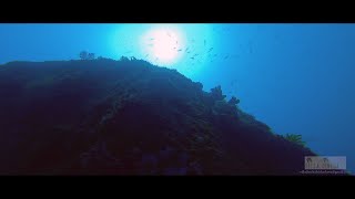 Diving Experience at Hikkaduwa-\