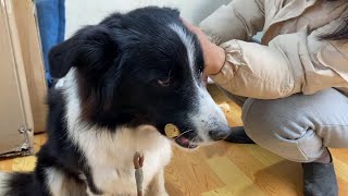 弱った犬は恐怖の目で飼い主に売り飛ばされる