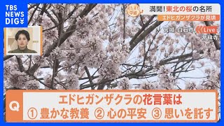 樹齢は約400年！「エドヒガンザクラ」が見頃を迎えた東北・宮城の歴史あるお寺でお花見＆郷土お菓子を楽しむ【すたすた中継】｜TBS NEWS DIG