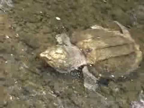 Tartaruga aligator (Macrochelys temminckii)