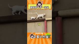 小猫体内有程序 #搞笑#萌宠 #喵喵