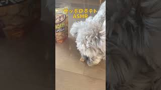 【ASMR】犬のおやつASMR #咀嚼音 #ミニチュアシュナウザー #ASMR #可愛い #犬のいる暮らし