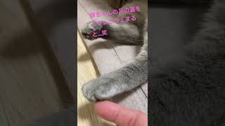 ねこちゃんの足をこちょこちょしてみた結果…笑 #cat #catvideos #おもしろ動画 #かわいい #ネコ #猫動画 #cats #猫好き #cute #猫 #かわいい猫