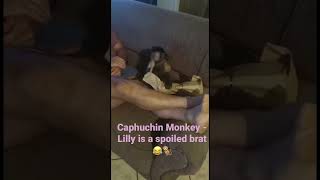 Capuchin Monkey - Lilly is a spoiled brat😂🐒#short