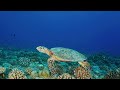 tuamotu tikehau a journey through unspoiled beauty in french polynesia