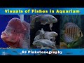 Visuals of Fishes in Aquarium | RJ Pinkstonegraphy