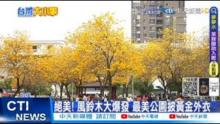 【每日必看】絕美! 風鈴木大爆發 最美公園披黃金外衣@中天新聞CtiNews 20220319